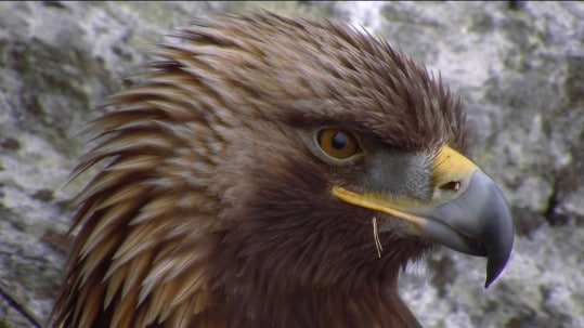 ARC camera footage - Eagle Cam